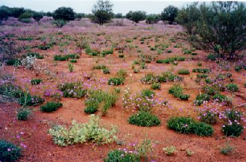 1999-27.jpg (29467 bytes)