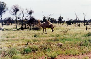 1999-29.jpg (24328 bytes)