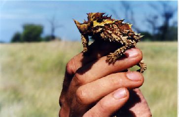 1999-30.jpg (16226 bytes)