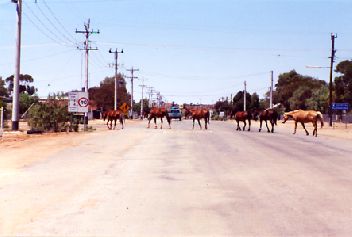 Horses.jpg (15113 bytes)