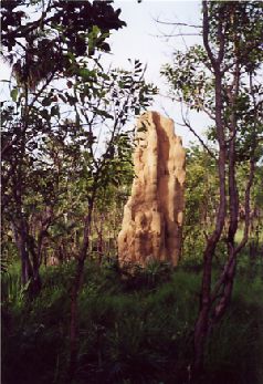 Cmound.jpg (28952 bytes)