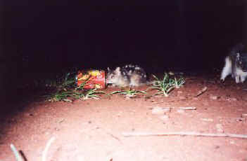 Quoll.jpg (12236 bytes)