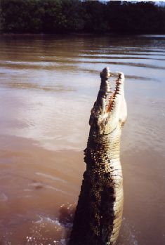 Crocj.jpg (14516 bytes)