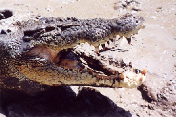 Crocm.jpg (25229 bytes)