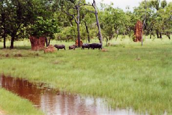 Buffalo.jpg (22602 bytes)