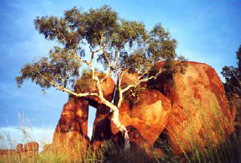 Devil4.jpg (24893 bytes)